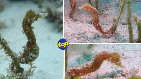 Une espèce rare d’hippocampe découverte dans le nord de l’île