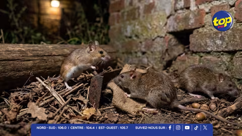 Hantavirus