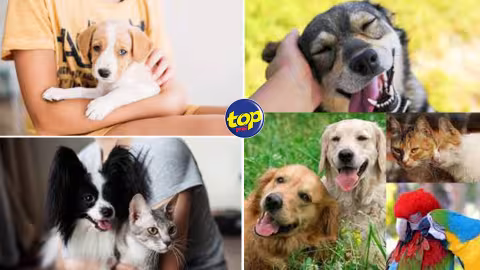 Célébrons nos animaux de compagnie en ce mardi 11 avril :  Une journée dédiée à nos amis les plus fidèles qui ont le pouvoir thérapeutique et apporte  de la magie dans notre vie