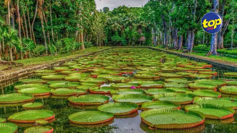 Jardin botanique de Pamplemousses : le billet d’entrées coutera plus cher pour les touristes