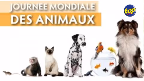 La Journée mondiale des animaux célébrée ce mercredi 4 octobre : Une série d’activités prévue sur le parking public à Flacq à partir de 10 heures