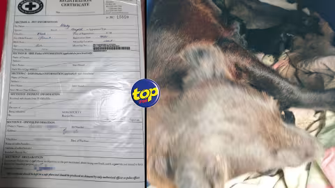 À New Grove : Une chienne stérilisée, donne naissance à des petits…sa propriétaire dans l’incompréhension