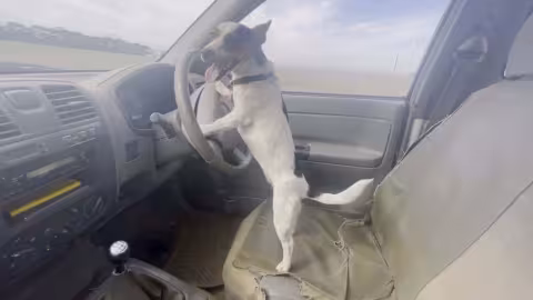 Rencontrez Lexie le Jack Russell qui conduit la voiture de son maître