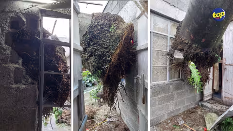 Lundi en pleine alerte cyclonique : Freddy déracine un arbre qui endommage une maison à Sainte-Croix