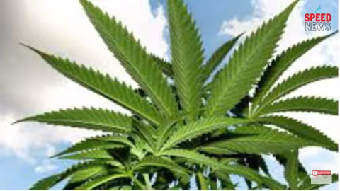 Joe Biden gracie tous les Américains coupables de possession de marijuana