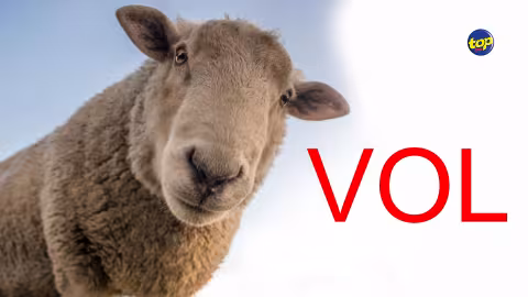 À Midlands: L’ancien directeur d’une compagnie a fermé ses portes hier en emportant tous les moutons