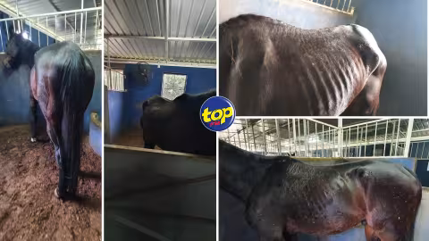 Maltraitance alléguée d’anciens chevaux de courses : La HRD initie une  enquête après s’être entretenue avec les principaux concernés, à son siège hier