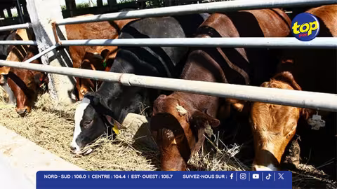 Eid-ul-Adha : 14 conteneurs, 249 têtes — soit 92 moutons, 67 cabris et 90 bœufs — en route vers Maurice depuis Rodrigues