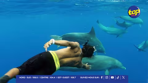 Nager avec les dauphins : ONG et opérateurs s’affrontent, Maurice face à un dilemme national