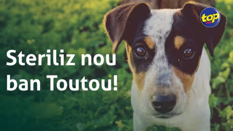 Aucun renouvellement du Memorandum of Understanding (MoU) pour la stérilisation des chiens : l’absence de consultation avec le ministère de l’Agro-industrie, déploré par l’Humane Society International (HSI)