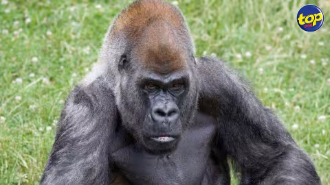 Ozzie, le plus vieux gorille du monde, est mort à 61 ans
