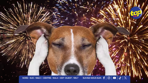 Pétards-et-feux-d’artifice-et-chien