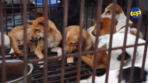 L’Animal Welfare Coalition a rencontré Rashid Ahmine : « Le DPP est un homme qui a l’intérêt des animaux à cœur », dit l’activiste Reda Chamroo