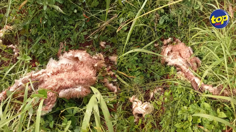 À Sorèze : De la peau de chiens retrouvée, un trafic de vente de viande de chiens soupçonné; l’ONG Quatre Tilapat a porté plainte à la police