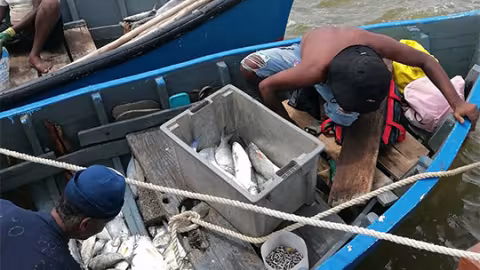 Ouverture de la pêche à la senne ce Matin : ‘Une première journée réussie avec 500 lbs de poissons, déclare Joseph St Mart