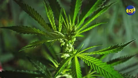 À Batterie Cassée : Un homme d’une trentaine d’années arrêté pour possession de cannabis