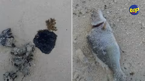Traces d’huiles et poissons morts sur la plage de Pointe d’Esny : ” De quel acte délibéré parlent les autorités ? ” s’interrogent les pêcheurs