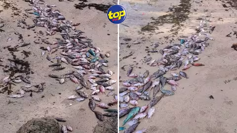 À Grand-Gaube : Plusieurs centaines de poissons retrouvés morts sur la plage
