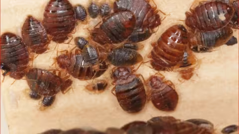 À la Quatre Bornes SSS : Des élèves déplorent une invasion de punaises