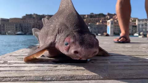 Mi-requin mi-cochon: Une créature étrange pêchée en Italie