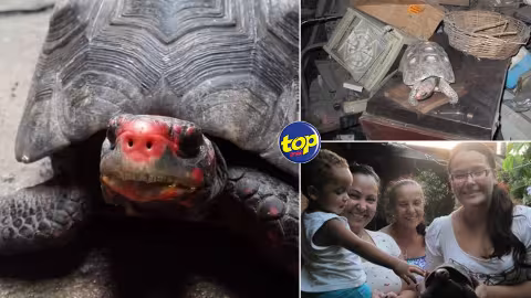 A l’étranger : Une tortue de compagnie disparue retrouvée toujours en vie dans un grenier 30 ans plus tard