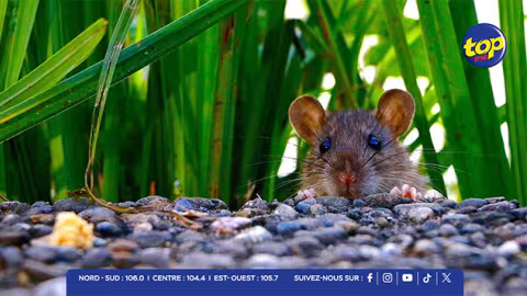 Leptospirose : 9 cas et 3 décès à Maurice depuis janvier