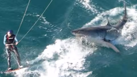 Un requin attaque et tue un touriste en Nouvelle-Calédonie : la police refuse de tirer sur le squale
