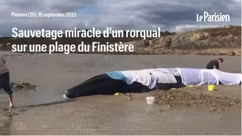 Sauvetage miraculeux d’un rorqual de plusieurs tonnes