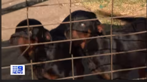 Deux Rottweilers abattus suite à une attaque sur un homme dans la cinquantaine ce matin
