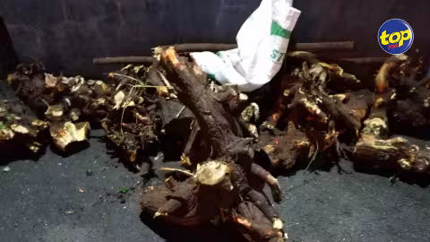 À Roches Brunes hier : Un homme arrêté pour vol de bois de santal