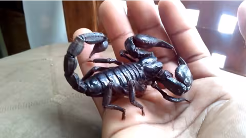 Un Turc devient millionnaire en élevant des scorpions