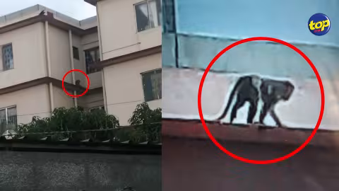 À la Tour Koenig : un singe sème la terreur