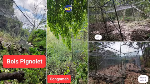Dans une vidéo actuellement en circulation sur internet, on peut voir un singe enfermé dans une petite cage, sans accès à l’eau ni à la nourriture, dans une région boisée. Cette situation suscite l’indignation des défenseurs des droits des animaux