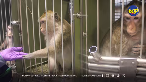 singes