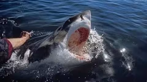 Un nageur mutilé à mort à Sydney par un grand requin blanc hier