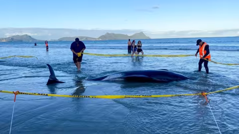 Nouvelle-Zélande - des habitants sauvent plus de 30 baleines échouées
