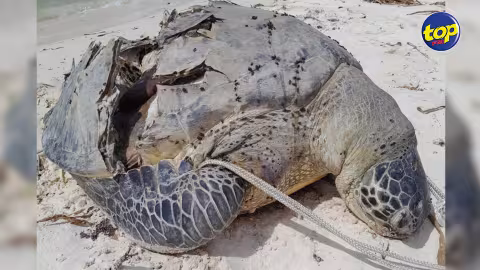 À Belle-Mare : une tortue de mer retrouvée morte