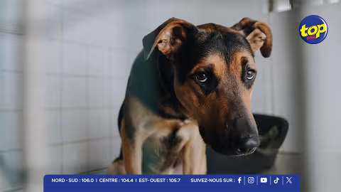 Après la mort d’un chien à Poste-de-Flacq : ANSAM alerte sur la dangerosité d’un éducateur canin…« La cruauté ne peut rester impunie »