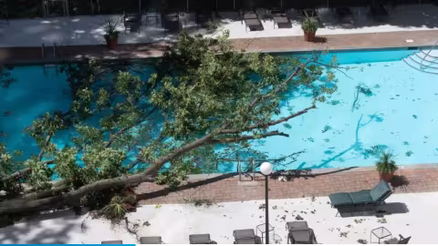 La vie ne tient qu’à un fil : Elle est tuée par un arbre en nageant dans une piscine