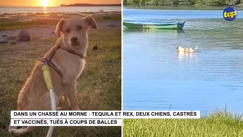 Deux chiens tués à coups de balles dans un chassé au Morne : Le propriétaire tente de consigner une déposition…Mais faute de preuve, la police refuse