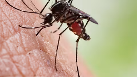 Chikungunya : un 3e cas, une ressortissante étrangère résidant à Tamarin