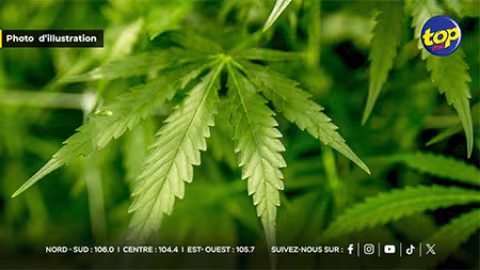 Coup de filet dans la rade de Port-Louis : 7,4 kilos de cannabis saisis