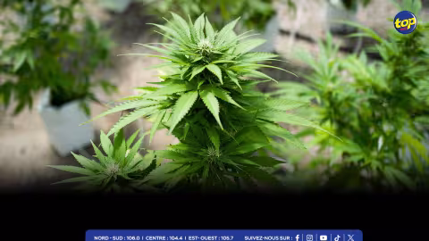 Lutte anti-drogue : plusieurs plants de cannabis déracinés lors de opérations menées par l’ADSU mercredi