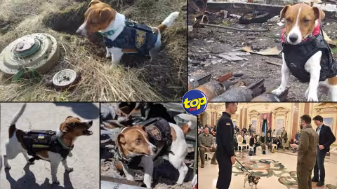 Guerre en Ukraine : Volodymyr Zelensky remet la médaille d’honneur à un chien renifleur de mines