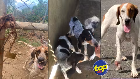 À Saint Antoine, Goodlands : Une trentaine de chiens de chasse, victime de maltraitance