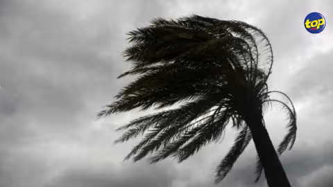Avis de vents forts à Maurice : Cinq cas de chute d’arbres enregistrés dans différents endroits