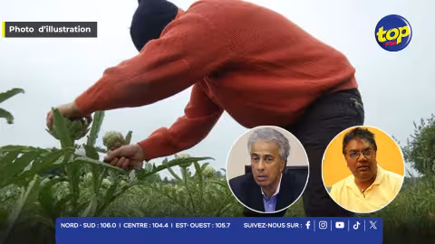 Vols de légumes