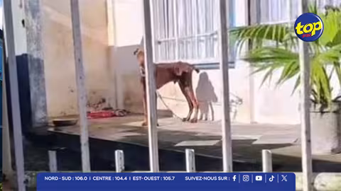 Protection animale : les zones d'ombre autour de l'affaire du Dobermann