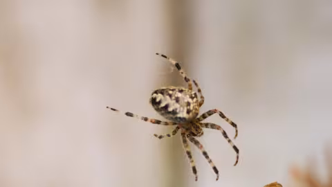 Il frôle la mort à cause d’une araignée géante dans sa voiture : «Je me suis figé»