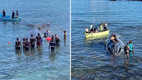 Dans la région : les Comoriens ont sauvé un baleineau qui s’est échoué sur une plage : un magnifique élan de solidarité